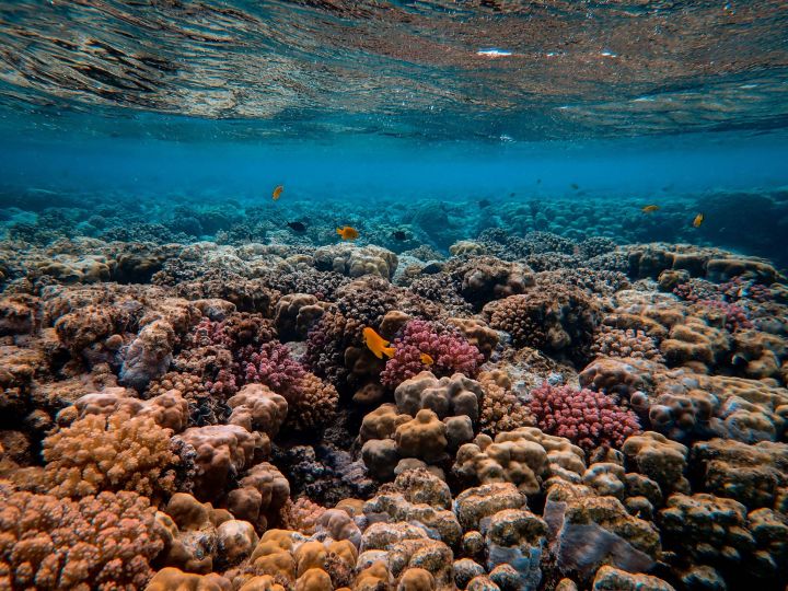 What if coastal infrastructure helped nature rather than replaced it?