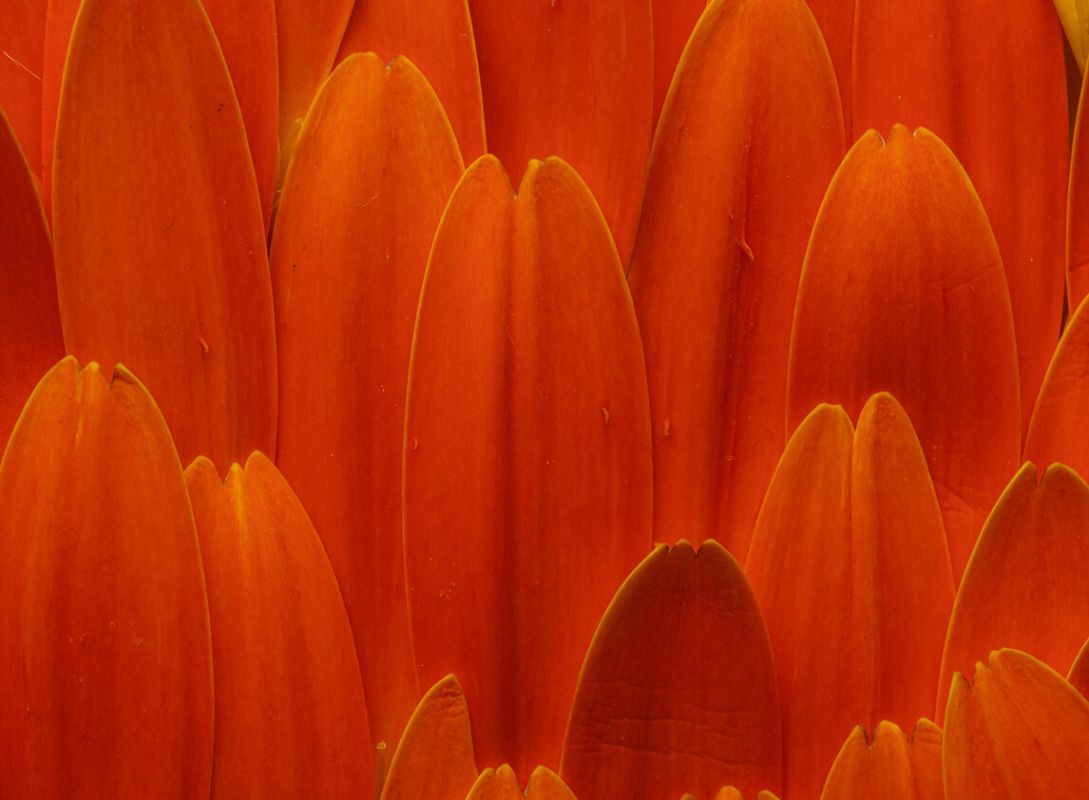 Designing industry alliances