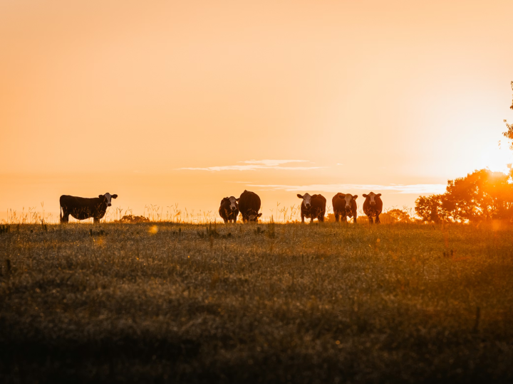 From plate to planet: how meat consumption shapes the environment