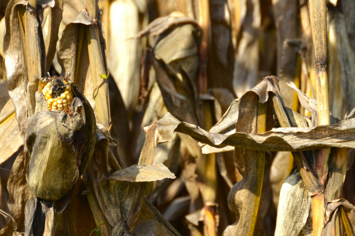 Resilient food systems require both anticipation and action